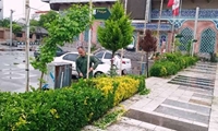 هرس شمشاد های فضای سبز ورودی گلزار شهداء در وادی تازه آباد مورخ 21 اردیبهشت